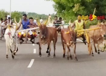 சிங்கம்புணரியில் பாரம்பரிய மாட்டுவண்டி பந்தயம் கோலமாய் நடைபெற்றது