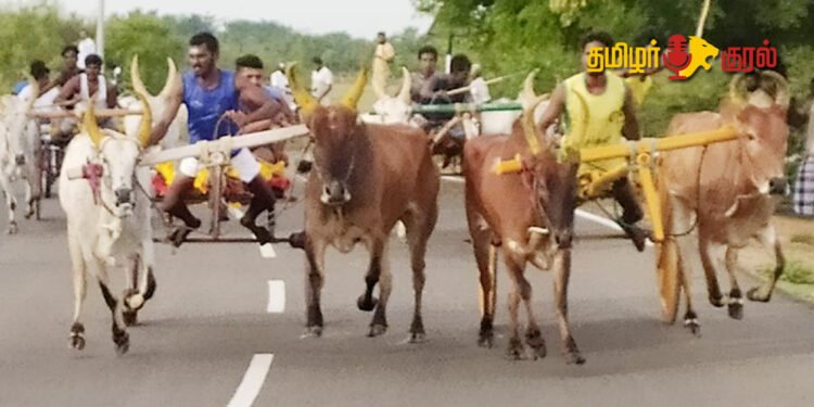 சிங்கம்புணரியில் பாரம்பரிய மாட்டுவண்டி பந்தயம் கோலமாய் நடைபெற்றது