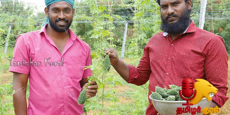 மூன்றரை ஏக்கரில் காய்கறி பயிர் – கத்திரி, வெண்டை, பாகலில் ரூ.3.90 லட்சம் வருமானம் பெற்ற சகோதரர்கள்