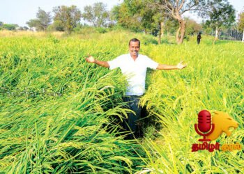 ஆண்டுக்கு ரூ.4 லட்சம் வருமானம் – தொழிற்சாலைகளுக்குள் பசுமை பண்ணை: நெல், காய்கறிகள், நாட்டு மாடுகள்!
