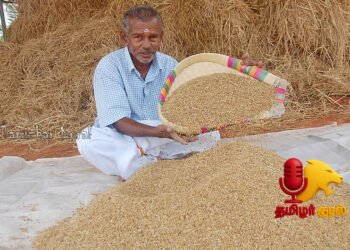 2 ஏக்கர் நிலத்தில் ரூ.1,63,000 லாபம் – அசத்தலான ஆனைக்கொம்பன் நெல்!