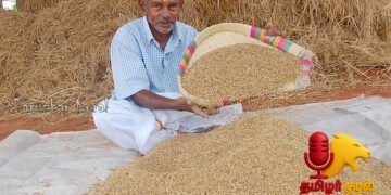 2 ஏக்கர் நிலத்தில் ரூ.1,63,000 லாபம் – அசத்தலான ஆனைக்கொம்பன் நெல்!