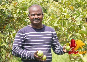 கொட்டிக் கொடுக்கும் கொய்யா – பழங்கள், ஜாம், டீத்தூள், பற்பொடி; ஆண்டுக்கு ரூ.12 லட்சம் லாபம்!