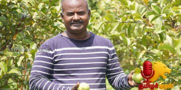 கொட்டிக் கொடுக்கும் கொய்யா – பழங்கள், ஜாம், டீத்தூள், பற்பொடி; ஆண்டுக்கு ரூ.12 லட்சம் லாபம்!